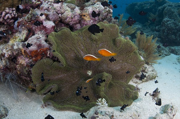 Orange skunk clownfish