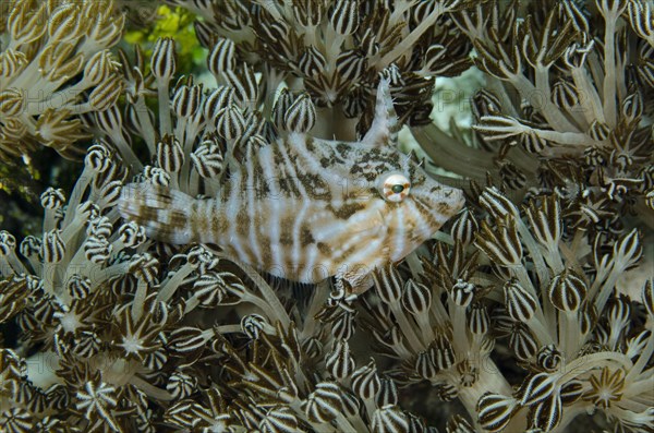 Radial Filefish