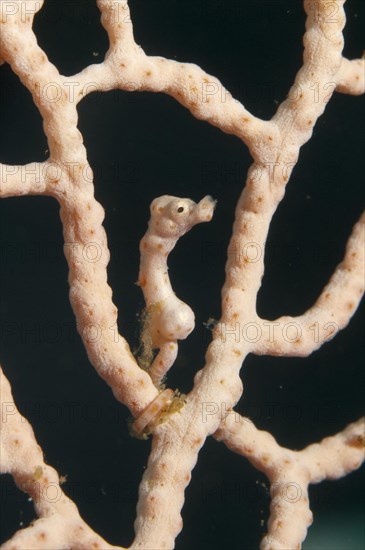 Denise's Pygmy Seahorse