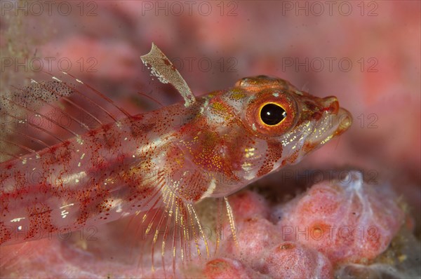 Longjaw Triplefin