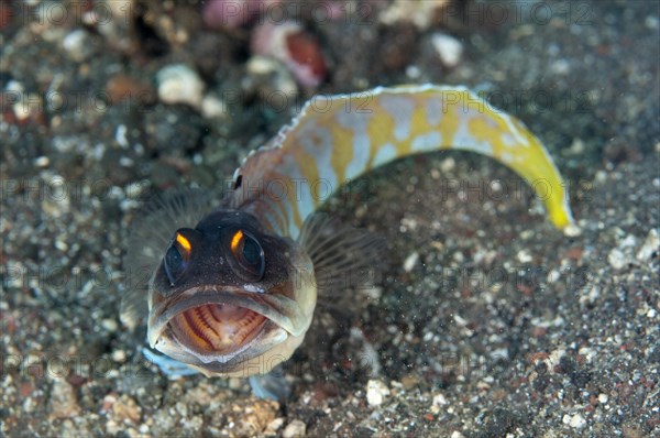 Golden-breasted dace