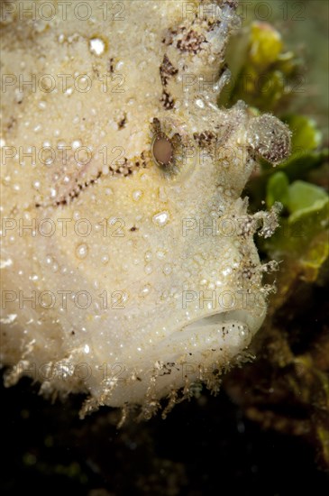 Leaf scorpionfishes