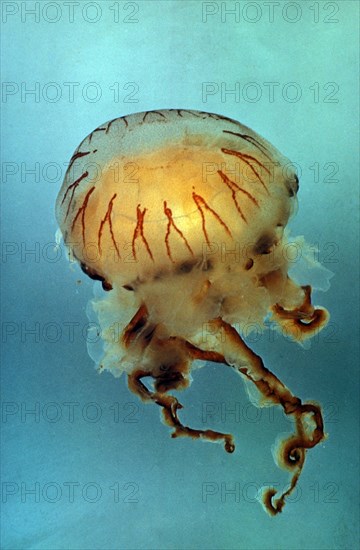 Compass jellyfish