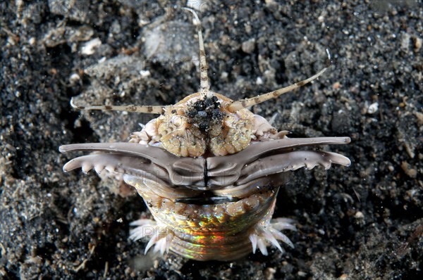 Bobbit worm