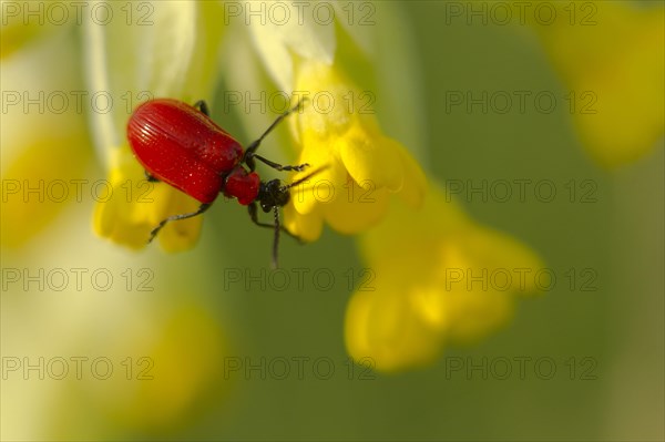 Adult scarlet lily beetle