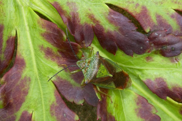 Hawthorn Shieldbug