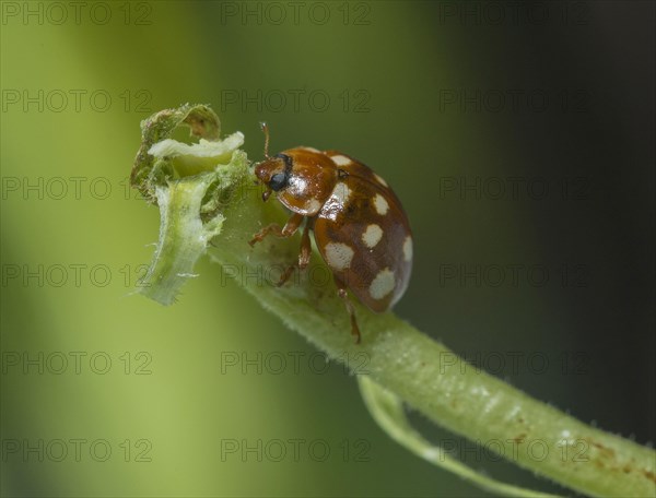 Fourteen-spot Ladybird