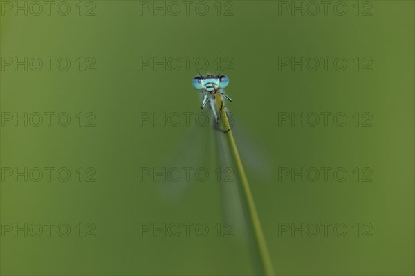 Azure Damselfly