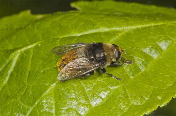 Narcissus bulb fly