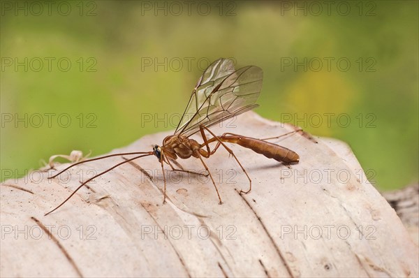 Sickle wasp