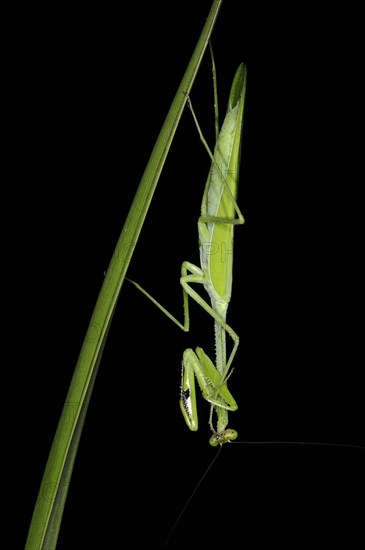 Adult praying mantis