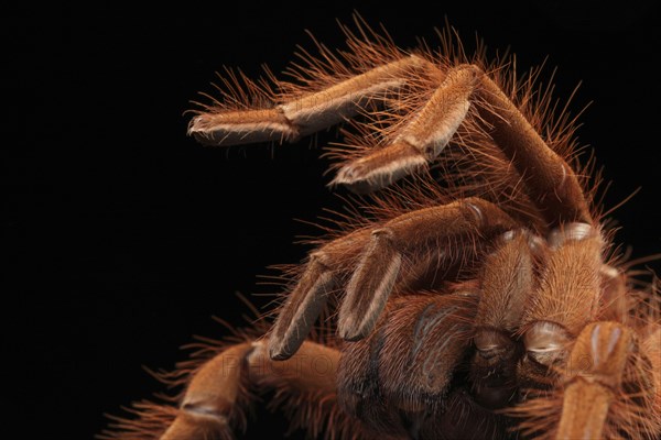 Venezuela Giant Bird Spider
