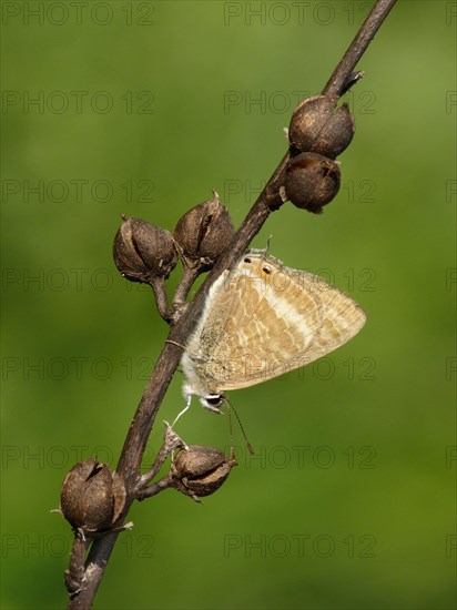 Long-tailed Blue