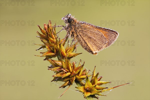 Small Skipper