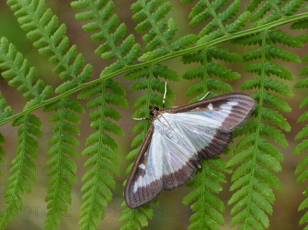 Box Tree Moth