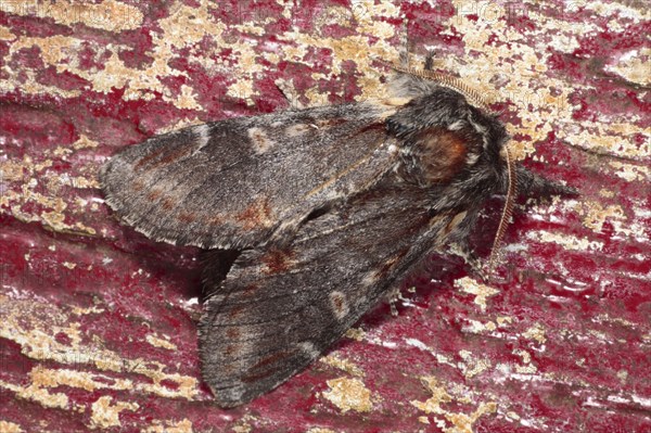 Iron iron prominent