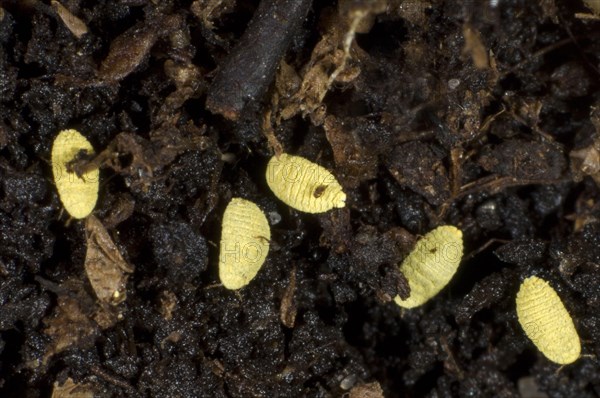 Golden root mealybug