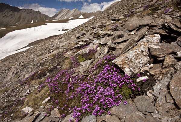 Purple Saxifrage