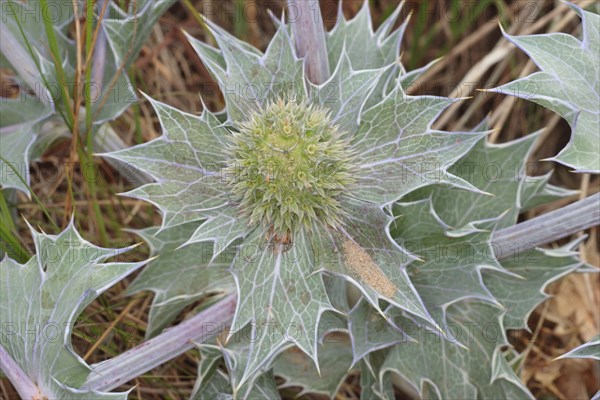 Sea holly flowering