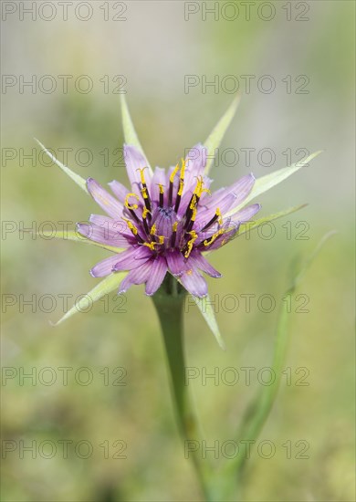 Tagopogon porrifolius