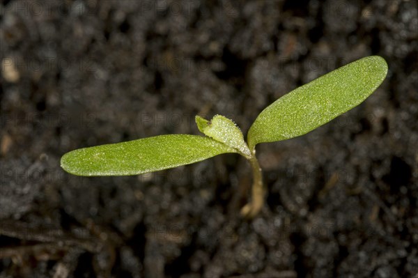 White goosefoot