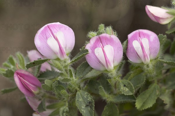 Common common restharrow