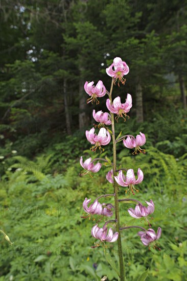 Martagon Lily