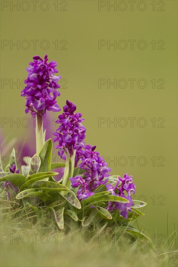 Early Purple Orchid