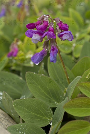 Sea pea