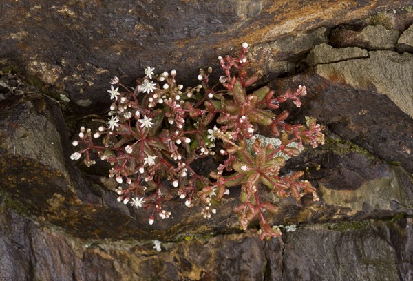 Flowering blue sky stone-crop