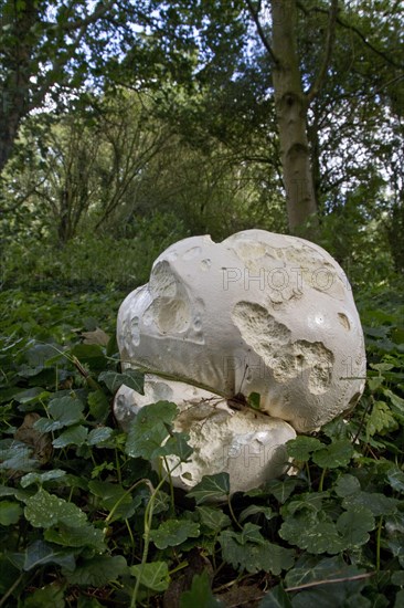 Giant Puffball