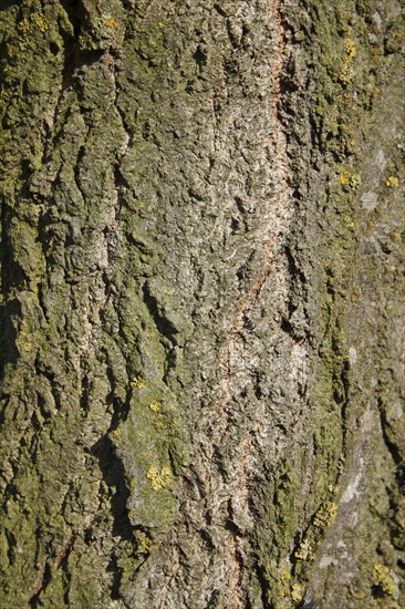 Lombardy Poplar