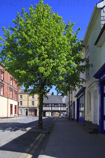 Growth of lime tree