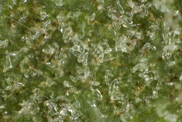 Colony of gall mites