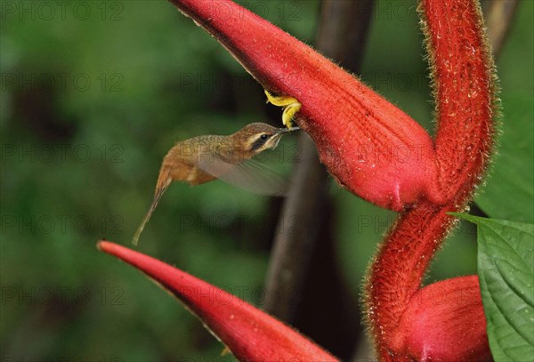 Streak-headed hermit