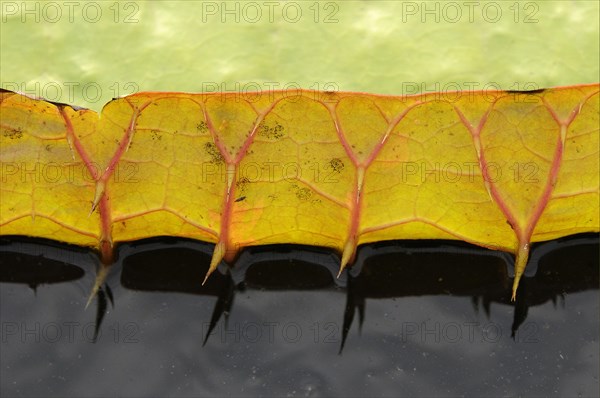 Amazon water lily