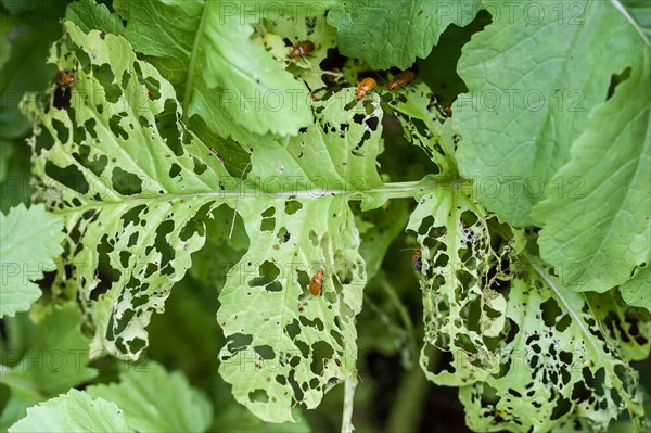 Cucurbit Leaf Beetle