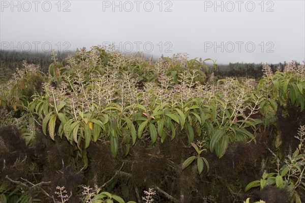 Miconia robinsoniana a shrub that grows over 500 m high on San Cristobal