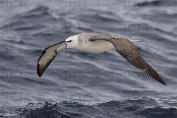 White-capped albatross