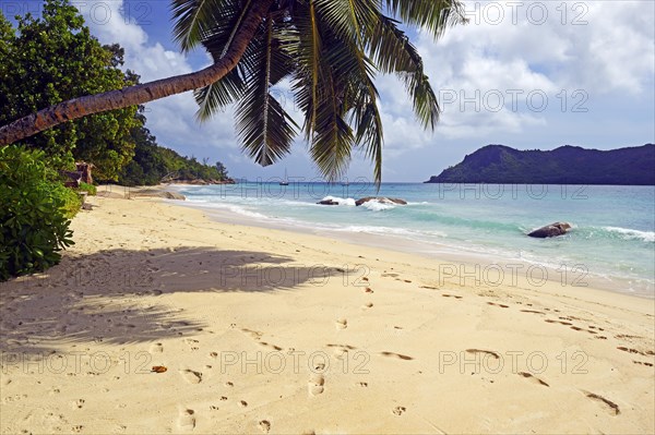 Beach and palm trees at Anse Boudin
