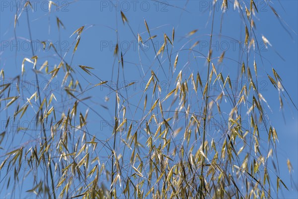 Giant feather grass