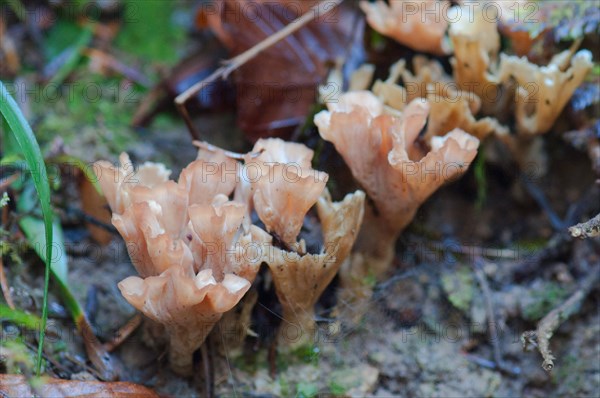 Spiny gyro fungus