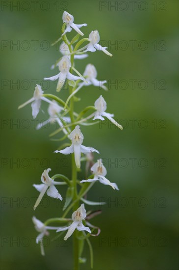 (Platanthera bifolia)