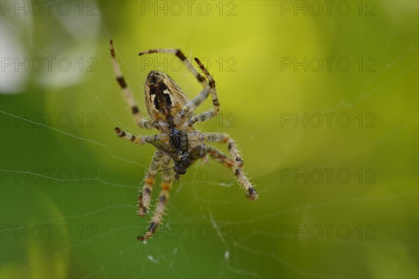 European garden spider