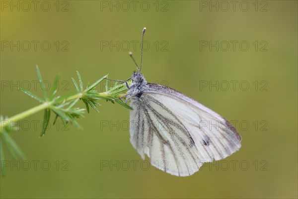 Green-veined White