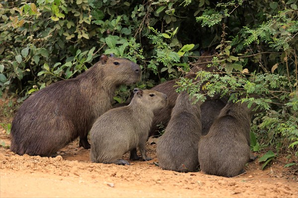 Capybara