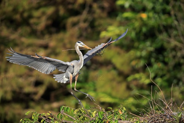 Great Blue Heron