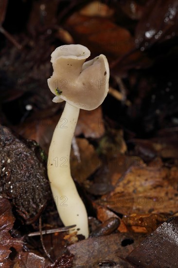 (Helvella) ephippium