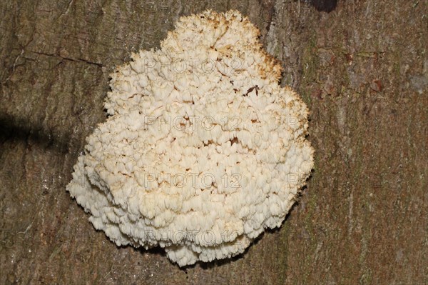 Prickly Beech Beard