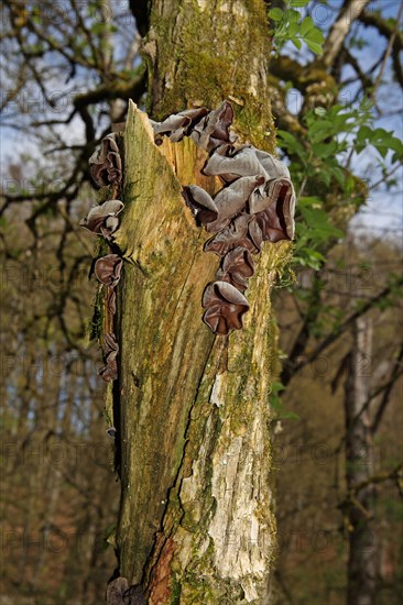 Jew's ear